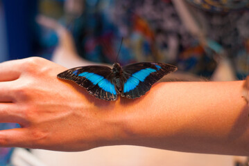 blurred image of a large butterfly sitting on a female hand, butterflies exhibition