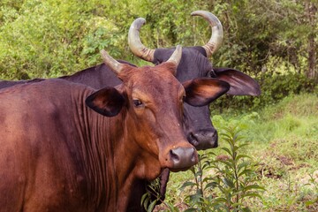 Portrait of two horned cows in the farm field. One brown and the other black.