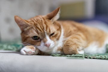 Naklejka premium An old ginger house cat is resting on the couch in the apartment.