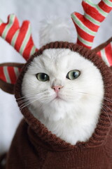 british kitten in a red hat