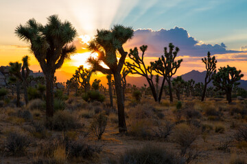 Sunset over Joshua Tree National Park, California, USA