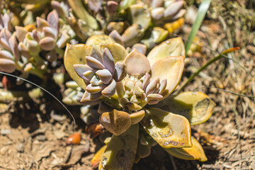 Crassulaceae garden, surrounded by leaves and branches.