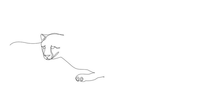 Self drawing animation of continuous line drawing of cheetah running. Savanna animals series. Black line on white background, isolated drawing