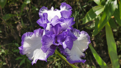 The flower of tall bearded bicolor white-purple iris varieties Rare Treat. An image closeup. 