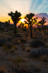 Sunset over Joshua Tree National Park in California, USA
