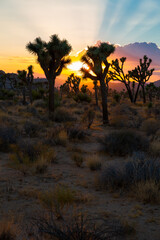 Fototapeta na wymiar Sunset over Joshua Tree National Park in California, USA