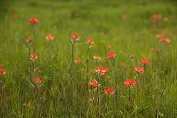 Indian Paintbrush wildflowers in a grass field