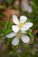 Beautiful, delicate early Spring almond blossoms in Kiryat Tivon Israel