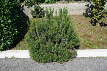 Rosemary plant in bloom with other plants