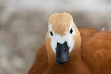 Ducks on the pond in the park. Duck head close up. Bird portrait.