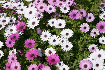 White and purple daisies group