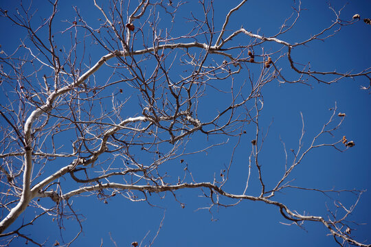Full frame close-up view of bare sycamore tree branches with some seed pods and a blue California winter sky above