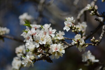 Beautiful, delicate early Spring almond blossoms in Kiryat Tivon Israel