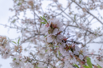 Beautiful, delicate early Spring almond blossoms in Kiryat Tivon Israel