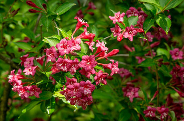 Flowering Weigela Bristol Ruby. Selective focus and close-up of beautiful bright pink weigela flowers against evergreen garden. Flower landscape for nature wallpaper. There is a place for text.