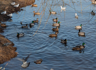 Wild ducks in the Dnieper river near Obolonskaya embankment in Kiev