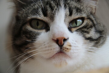 Fototapeta na wymiar close up portrait of a cat
