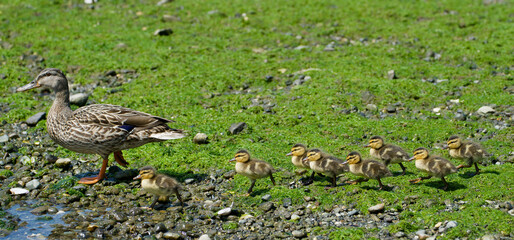 Mallard Ducklings
