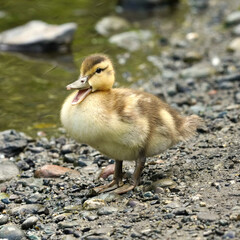Mallard Ducklings