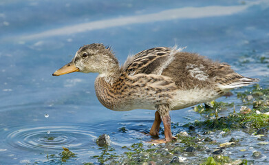 Mallard Ducklings