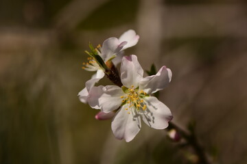 Beautiful, delicate early Spring almond blossoms in Kiryat Tivon Israel