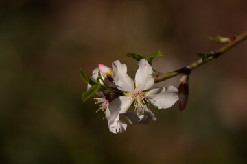 Beautiful, delicate early Spring almond blossoms in Kiryat Tivon Israel