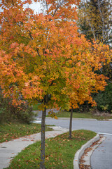 Trees in fall time