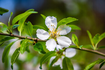 Beautiful, delicate early Spring almond blossoms in Kiryat Tivon Israel