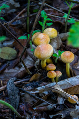 Pequeñas setas de color naranja creciendo en grupo entre la hojarasca de un bosque de castaños