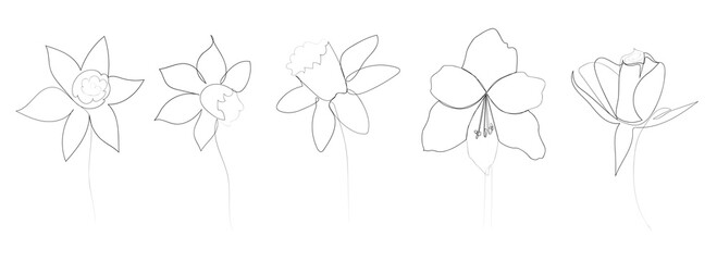 continuous line drawing of beautiful flowers