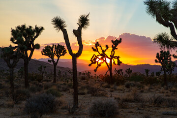 Sunset over Joshua Tree National Park in California, USA