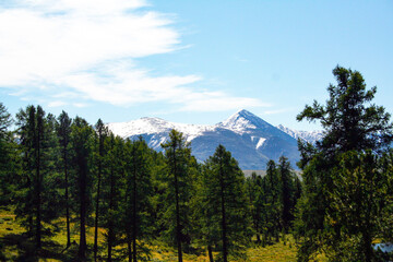 Obraz premium Beautiful mountain landscape. Snow-capped mountain peaks, blue sky, coniferous forest. Russia, Altai Mountains