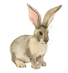 Rabbit isolated on white background, watercolor illustration - 419689239