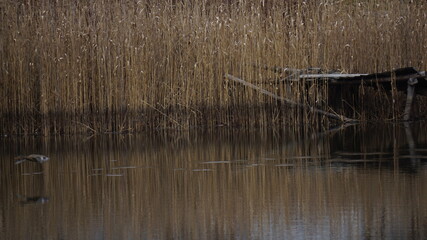 Dzika kaczka lecąca nad jeziorem