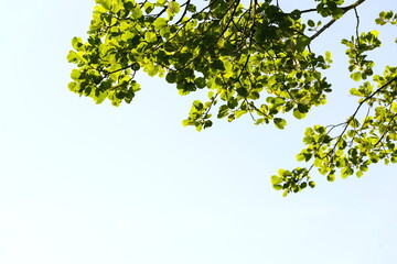 Beautiful treetops, branches with green leaves of alder trees seen underneath, copy space on clear...
