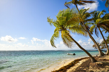 palm trees by the turquoise blue caribbean sea and in the foreground a white sand beach on the island of Guadeloupe
