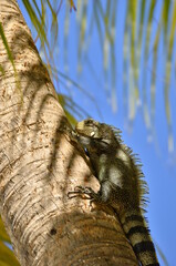 iguana on a palm trunk in the background of palm leaves and blue sky