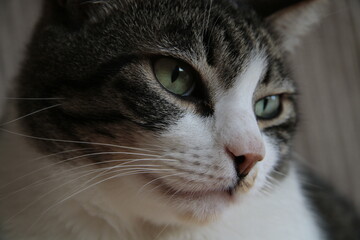 Fototapeta premium portrait of a cat