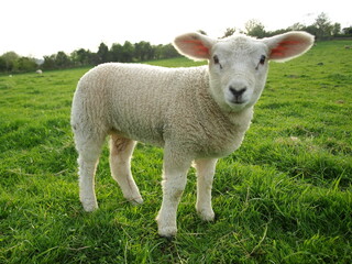 Naklejka na ściany i meble lamb in a field