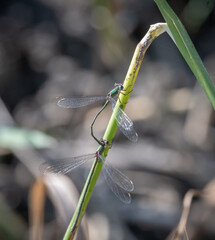 Dragonfly and damselfly during copulation