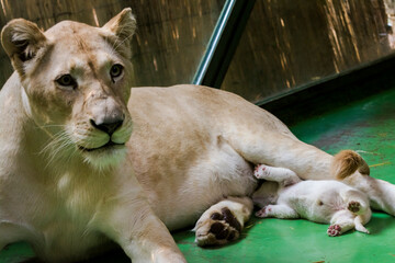 Naklejka premium White lioness is suckling her cub in a zoo