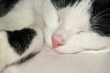 The black-white cat is cat is sleeping. Pink cat nose and wool close-up.
