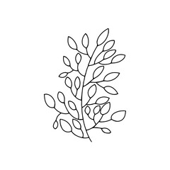 Sprig with leaves in doodle style. Black and white vector isolated illustration spring and summer season hand drawn