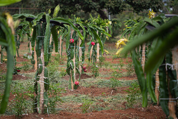 Fruta Dragão a famosa Pitaia.