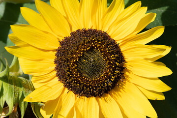 Close up of a sunflower under the light of the sun