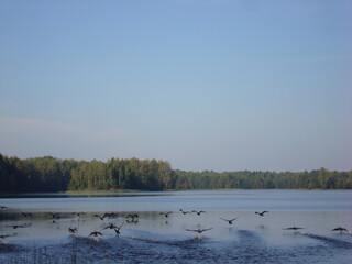Naklejka premium Takeoff of a flock of birds from the water surface of the lake.