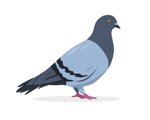 Pigeon bird icon isolated on white background.