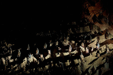A flock of bats sleep on the ceiling in a cave. With a flashlight in the cave of bats