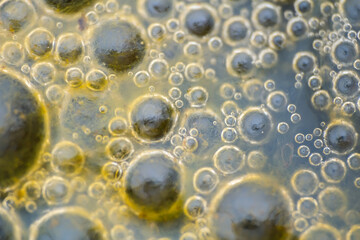 Macro shot of algae in water with droplet. Science, biology background concept, blue colored