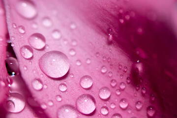 Water drops on pink leaves of a flower close-up with a dark background. Selective focus.